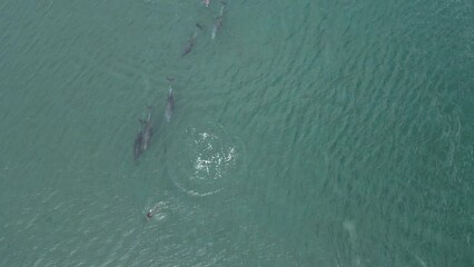 Wall Mural - playful pod of dolphins aerial footage in Cortez sea, Baja California Sur Mexico