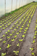 Vegetables in an organic greenhouse plantation, selective focus.