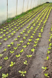 Fototapeta  - Vegetables in an organic greenhouse plantation, selective focus.