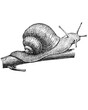 Crawling Snail sketch isolated on white. Hand drawn sketch illustration engraving style