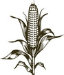 a head of corn growing on a stalk in a vector stencil engraving illustration