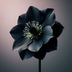 Poster - Black hellebore, against a pastel black background