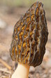 one large brown morel mushroom grows in the ground in the spring forest