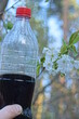 hand holds a plastic bottle with a black drink near the branch of a cherry tree with white flowers in the spring garden
