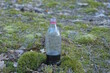 one plastic bottle with a black drink lemonade standing in green moss on the street in nature