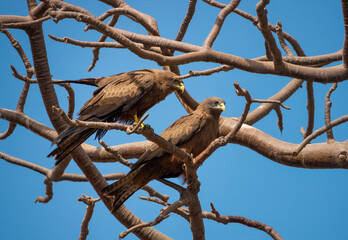 Wall Mural - A pair of yellow billed kites perched on a baobab tree in Dakar, Senegal, West Africa