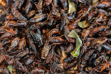 Wall Mural - Close-up of fried crickets