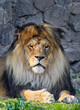  portrait of an adult lion with a lush mane in a zoo