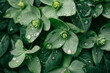 Fresh Raindrops on Lush Green Hellebores in Springtime Garden