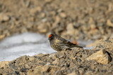 Fototapeta Tęcza - Red-fronted Serin - Serinus pusillus, small beautiful colored passerine bird from Asian mountains and hills, Spiti valley, Himalayas, India.