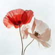 close up of poppy flowers isolated on white