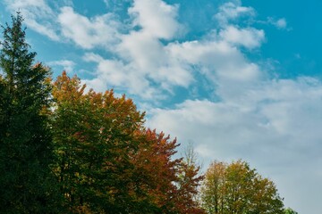 Wall Mural - Scenic view of autumn leaves on treetops against a cloudy blue sky