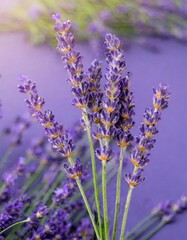   in the heart of lavender fields at their peak of bloom, where the air is rich with the plant's distinctive, calming aroma