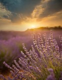 Fototapeta Lawenda - breathtaking beauty of lavender fields bathed in the warm glow of a setting sun
