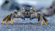 Scuttling Crab Navigating the Coastal Sand with Quick Movements in the Marine Environment