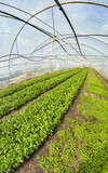 Fototapeta  - Wide angle view of organic vegetable greenhouse plantation, selective focus.