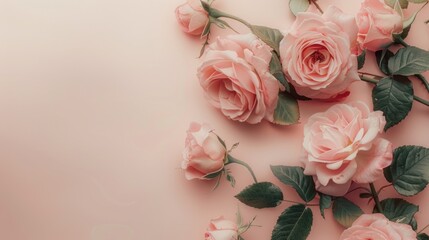 Poster - Beautiful pink roses arranged on a pink surface, perfect for romantic occasions