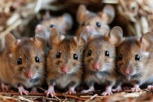 A Group Of Adorable Brown House Mice Huddled Together, With A Focus On Their Detailed Fur And Expressive Eyes