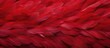 Close-up of vibrant red bird plumage