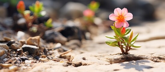 Poster - Pink blossom emerges from soil, Portulaca plant with leaf