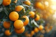 In a sunny orchard, organic tangerines hang from branches, symbolizing healthy harvest.