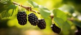 Fototapeta  - Ripe blackberries on foliage