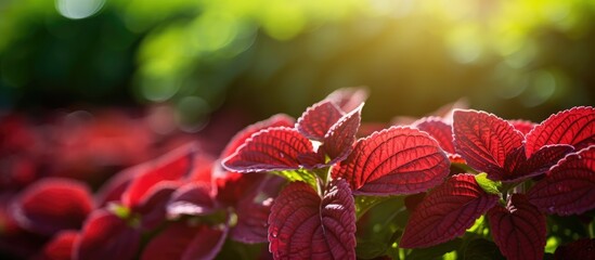 Poster - Red leaves plant close-up under sunlight