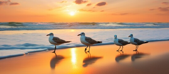 Poster - Seagulls stroll on shore at sunrise