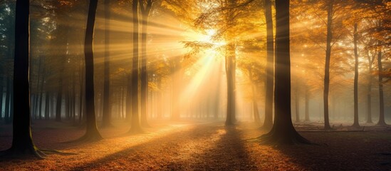 Fototapete - Sunbeams filtering through dense forest foliage