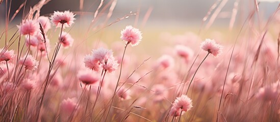 Poster - Pink flowers dot the grassy field with a hazy backdrop