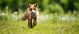 Fototapeta  - Fox running in grass with trees in background
