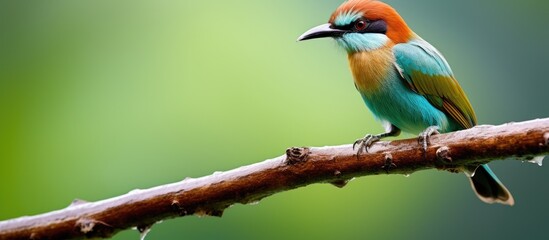 Aufkleber - Colorful bird on branch, green background