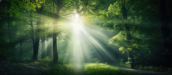 Sticker - Sunlight filtering through dense forest