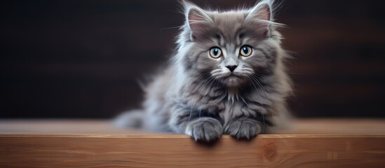 Aufkleber - Fluffy feline gazes at the lens from a wooden surface