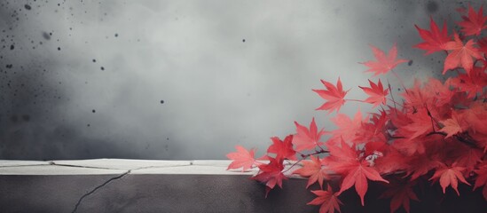 Leinwandbilder - Red leafed plant perched on window sill