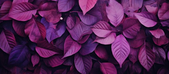 Poster - Purple foliage ideal as wallpaper background