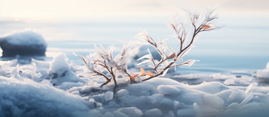 Fototapete - Green plant emerging from snow