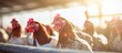 Chickens basking in sunlit pen