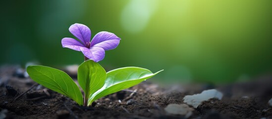 Poster - Purple flower in soil with green foliage