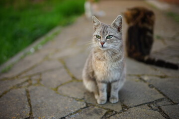 Wall Mural - Grey fluffy cat sitting in summer garden.