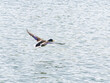 A duck with an open beak flying over the water surface