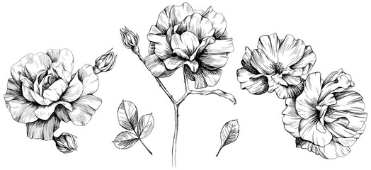 Roses floral botanical flowers set. Wild spring leaf wildflowers isolated. Isolated flowers illustration element on white background collection.