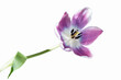 A close up beautiful high key single purple tulip