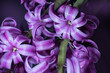 A close up of the georgeous flowers on a beautiful purple hyacinth