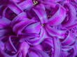 A tangle of georgeous purple hyacinth petals