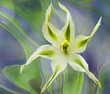 A lovely single starfish shape white and green lily head against an artistic green background