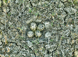 Wall Mural - The Lapwing (Vanellus vanellus) nest is made of alkali grass dry stems. Arid salty steppe with Salsola, flat island. The nest hole is cow's footprint. Seaside lagoon, north of the Black Sea.