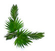 Tropical leaves palm tree on a white background with space for text. Top view, flat lay
