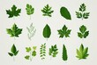 Leafs and plants set,  Vector illustration of green leaves