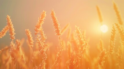 Sticker - Golden Wheat Field at Sunset